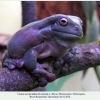 litoria coerulea 4